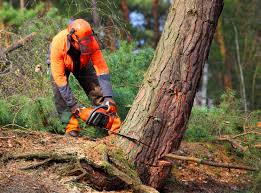 How Our Tree Care Process Works  in  Hurley, NM